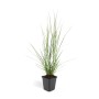 Lampenputzergras 'Hameln' im 9cm Topf, ein dekoratives Ziergras für den Garten. Set mit 6 Pflanzen.