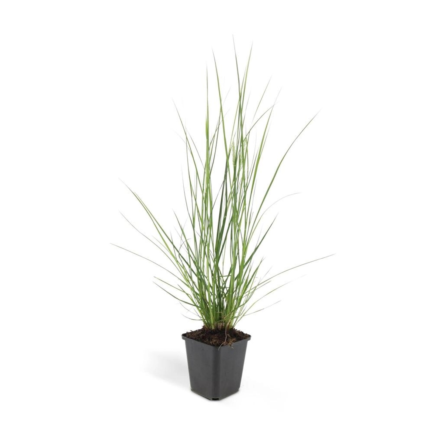 Exotenherz Lampenputzer-Gras Pennisetum Alopecuroides Hameln 9cm Topf Set mit 6 Pflanzen