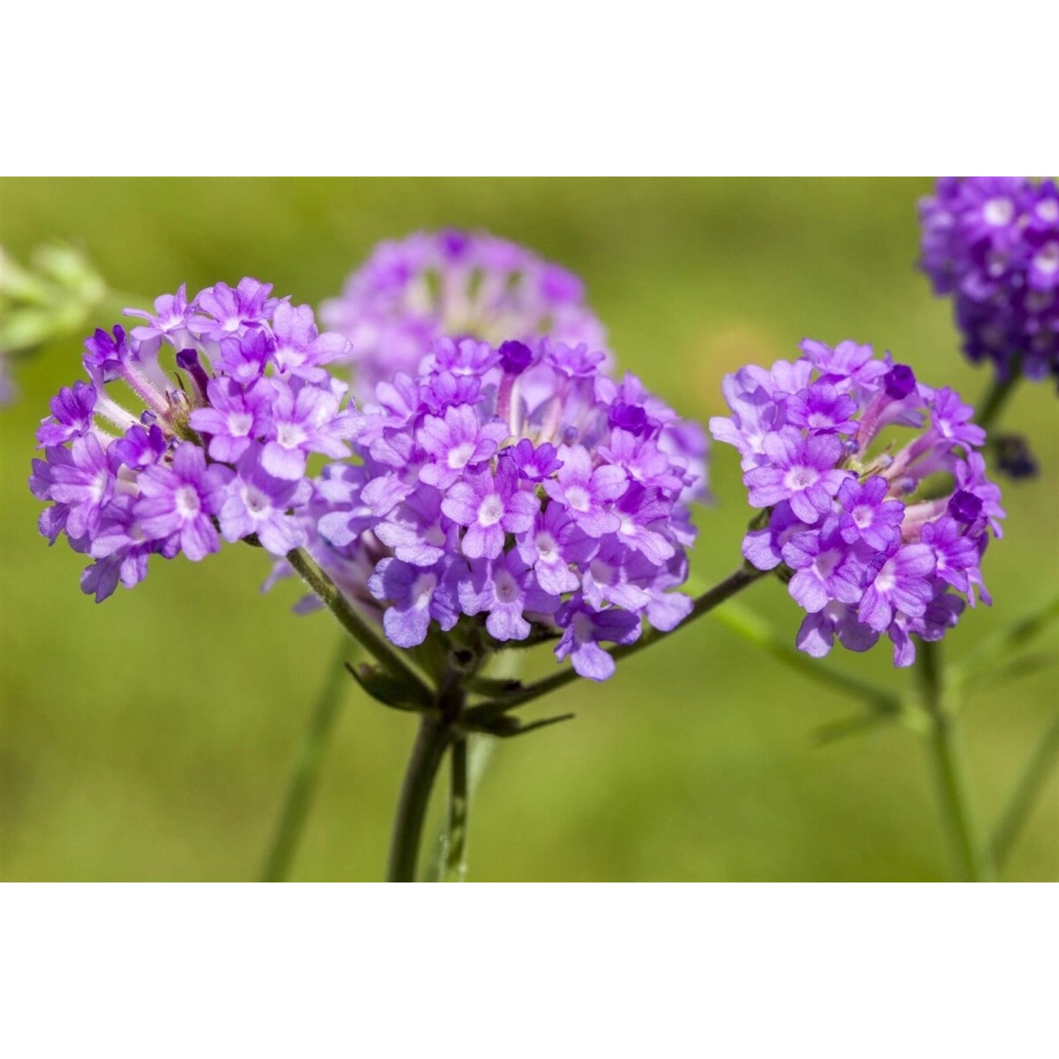 Verbena Rigida Steifverbene Ca. 9x9 cm Topf günstig online kaufen