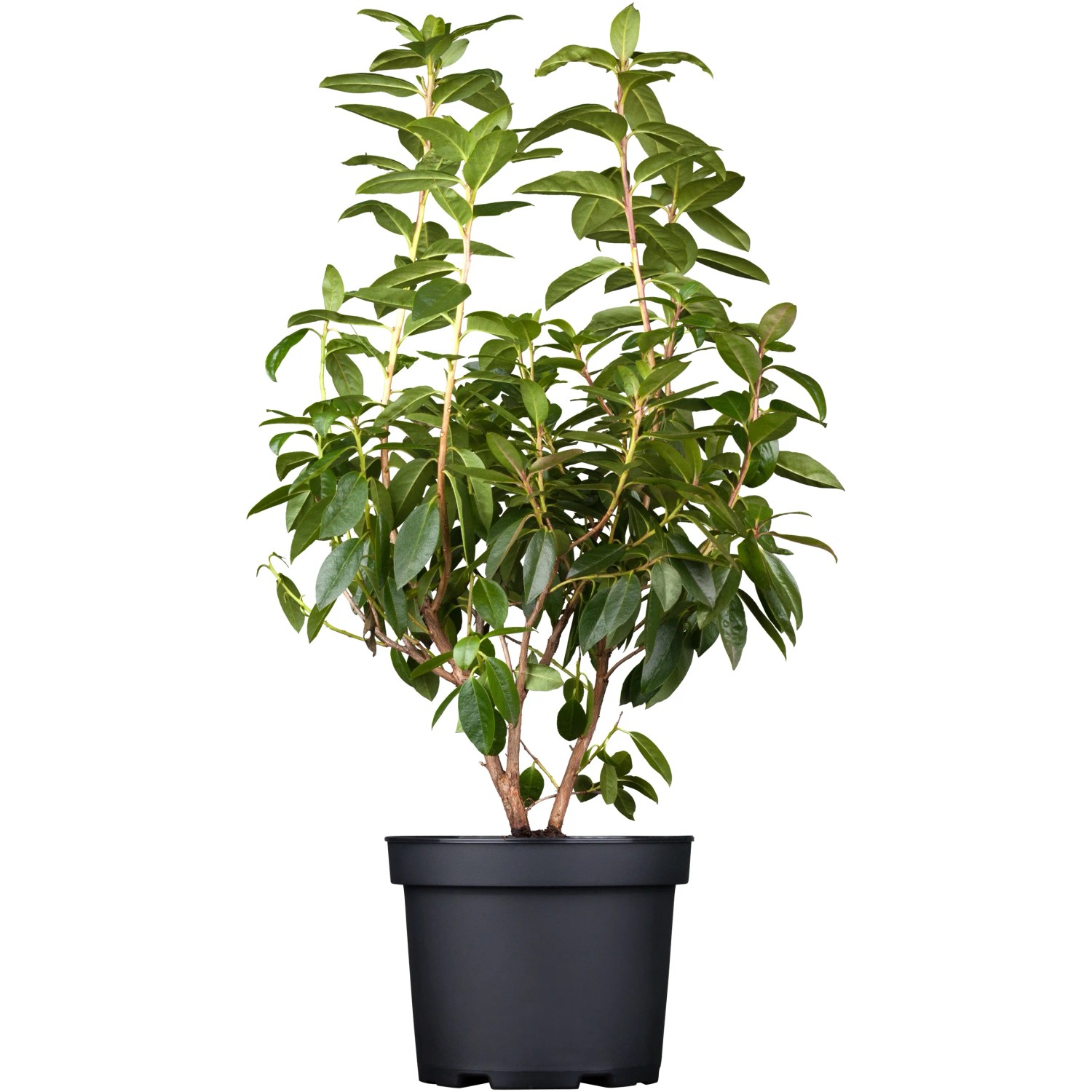 wie breit wird thuja brabant Lebensbaum Brabant — Baumschule-Pflanzen.de main image 1