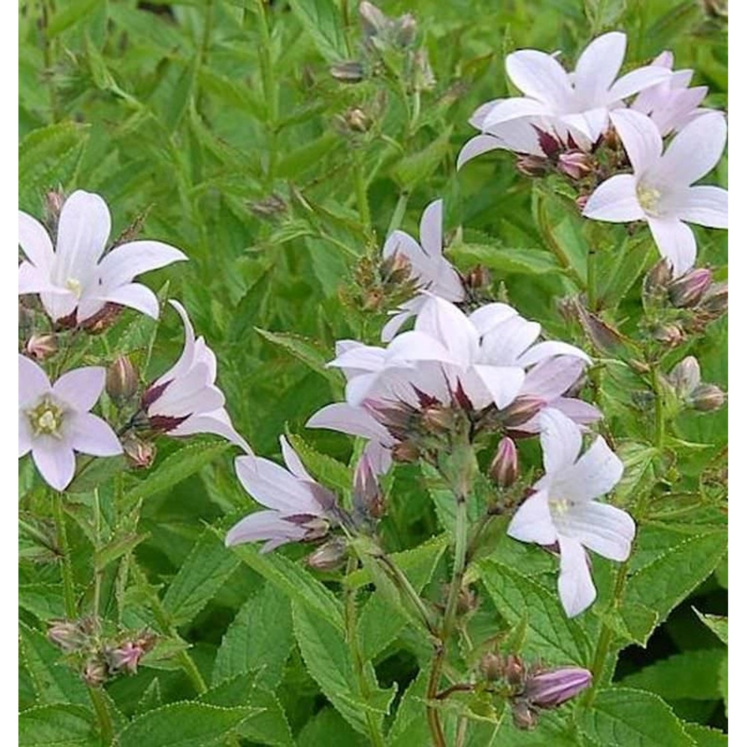 Doldenglockenblume Loddon Anna - Campanula lactiflora günstig online kaufen