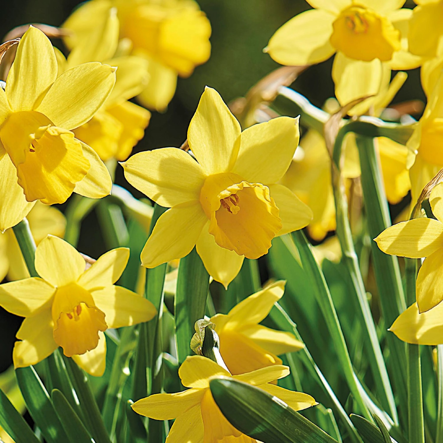 GROW by OBI Narzisse "TeteaTete" Gelb 20 cm Narcissus kaufen bei OBI