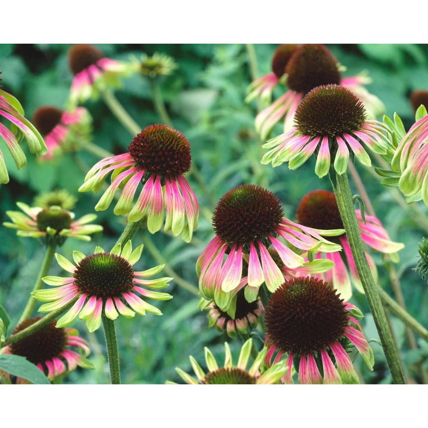 Echinacea Purpurea Green Envy R Roter Sonnenhut Ca. 11x11 cm Topf günstig online kaufen