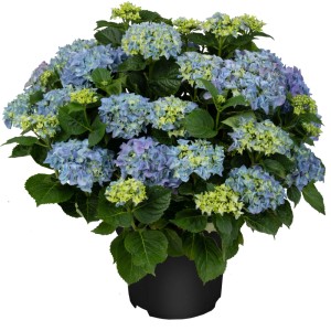 Blühende, blaue Bauernhortensie im Topf, ca. 30-50cm hoch. Hydrangea macrophylla für Garten und Beet.