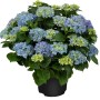 Blühende, blaue Bauernhortensie im Topf, ca. 30-50cm hoch. Hydrangea macrophylla für Garten und Beet.