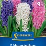Kiepenkerl Hyazinthen Mischung, 3 Stück: Blumenzwiebeln in Rosa, Weiß und Blau.