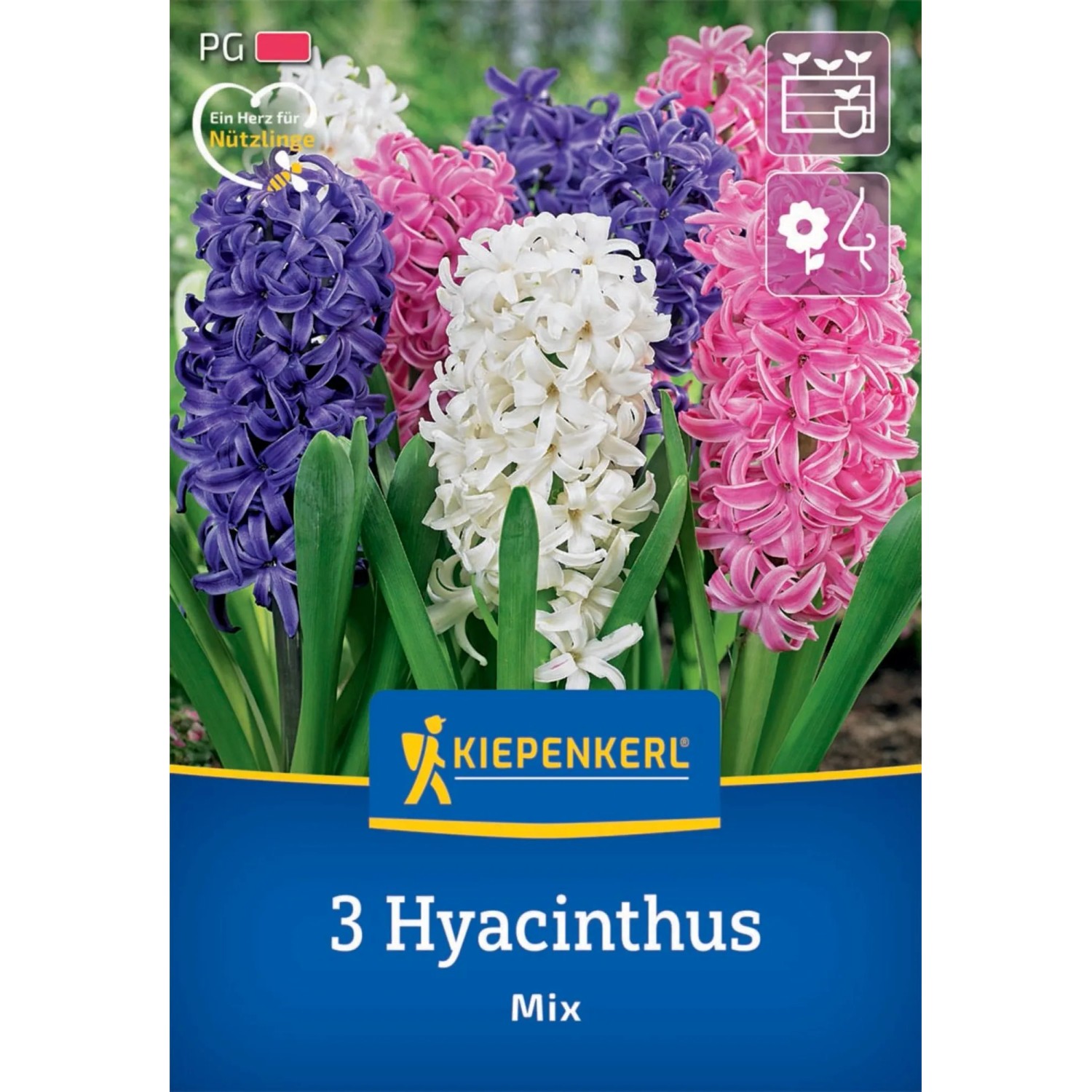 Kiepenkerl Hyazinthen Mischung, 3 Stück: Blumenzwiebeln in Rosa, Weiß und Blau.