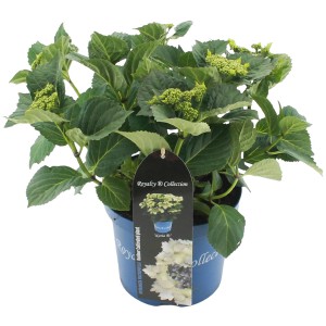 Gartenhortensie Koria Weiß im Topf, ca. 20-30 cm hoch. Bauernhortensie mit grünen Knospen.