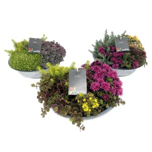 Sedum-Trio im Zinkgefäß, bepflanzte Schale mit verschiedenen Sedum-Variationen für den Außenbereich.