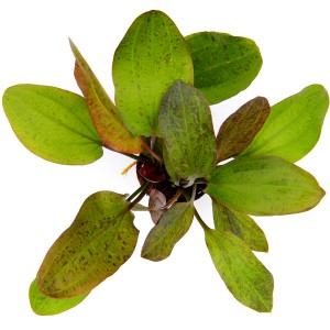 Dennerle Plants Aquariumpflanze Echinodorus Ozelot mit grün-braun gefleckten Blättern.