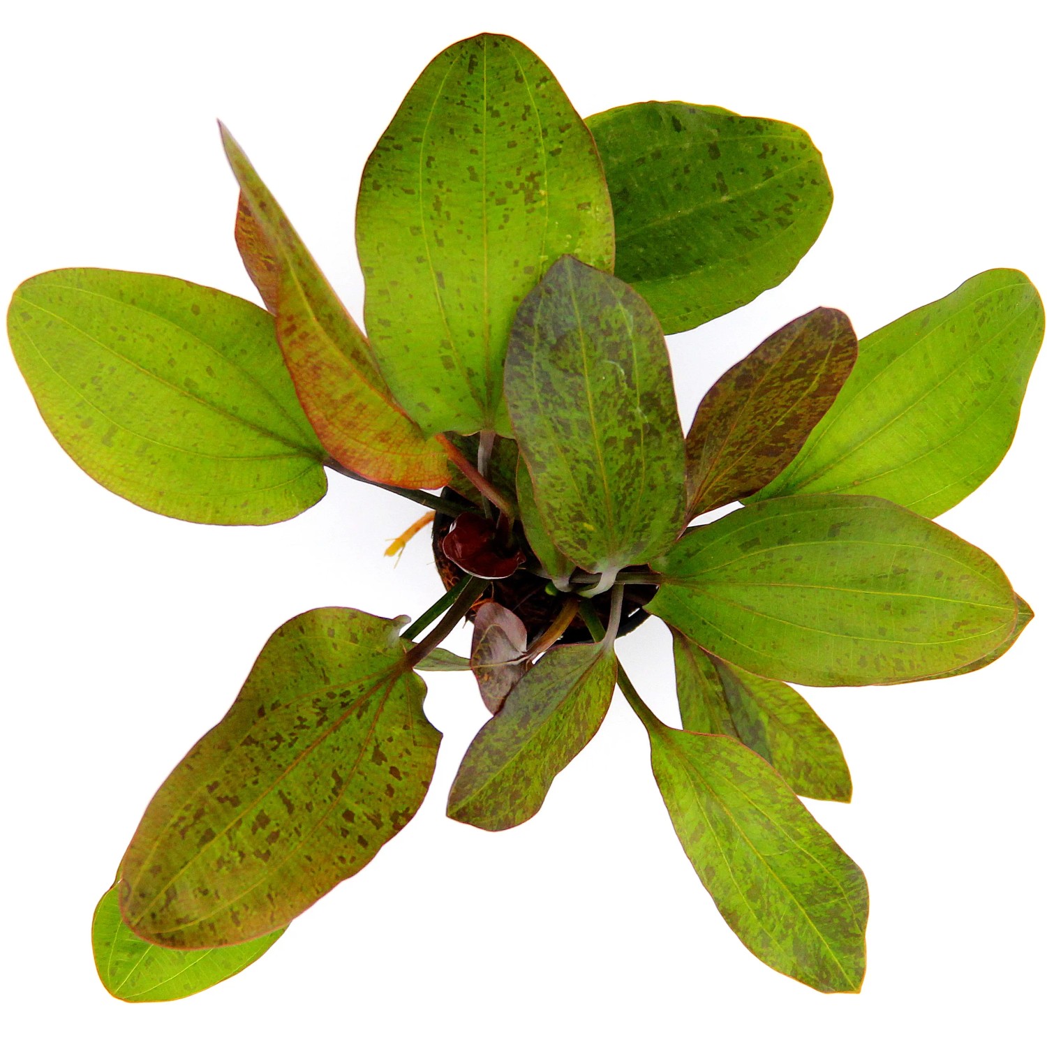 Dennerle Plants Aquariumpflanze Echinodorus Ozelot