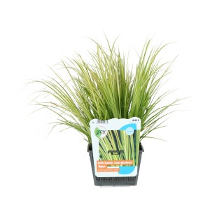 Kalmus Ogon im 18 cm Topf: Ziergras mit gelb-grünen Blättern für Ufer- und Feuchtzonen.