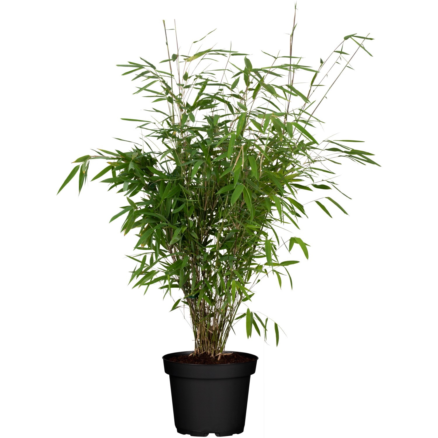 Gartenbambus Wonderwall Höhe ca. 40 - 60 cm Topf-Ø ca. 23 cm Fargesia murielae