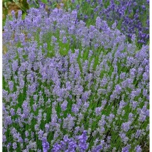 Blühender Lavendel Grosso (Lavandula intermedia) im Garten, Nahaufnahme.