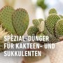 Kakteendünger von Compo, 250ml Flasche. Spezialdünger für Kakteen und Sukkulenten.