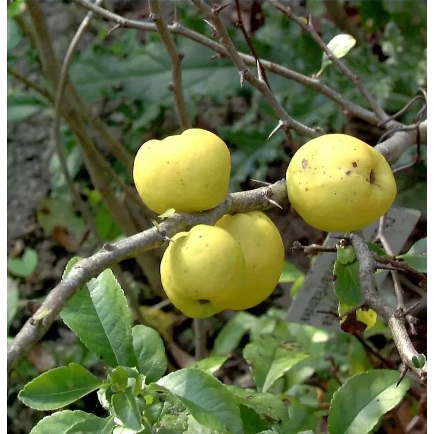 Zierquitte Andenken an Carl Ramcke 60-80cm - Chaenomeles