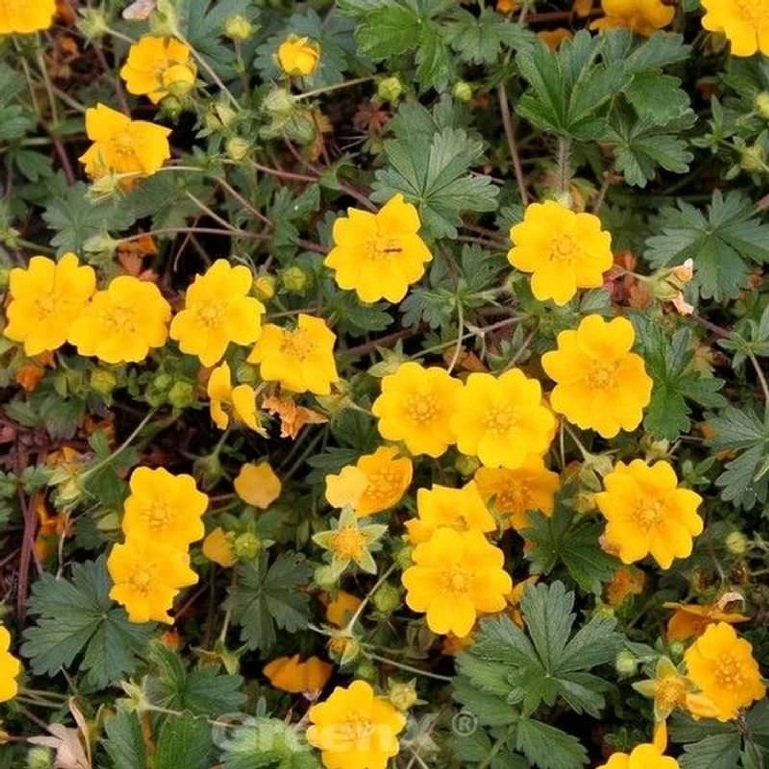 Zottiges Fingerkraut - Potentilla crantzii günstig online kaufen