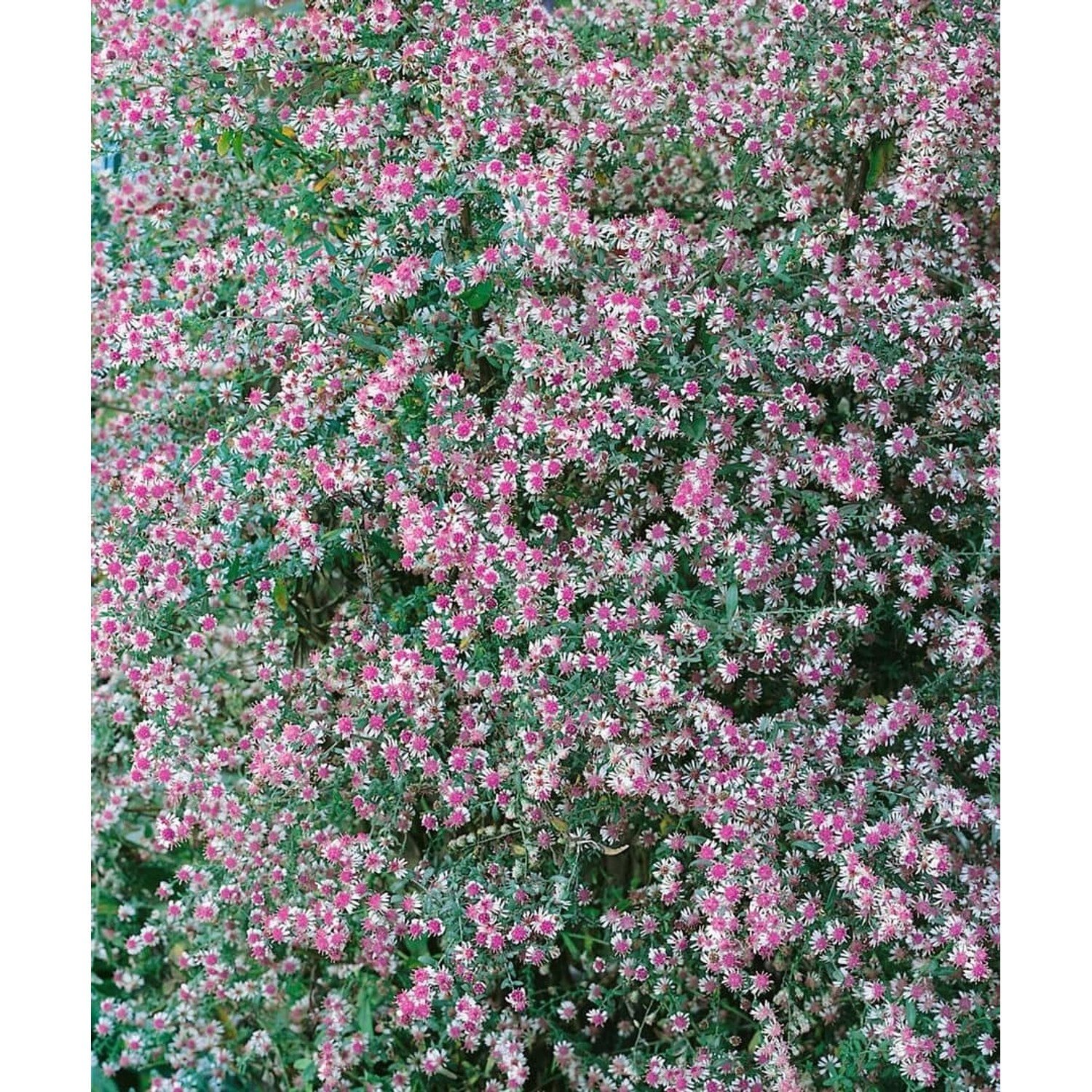 Aster Lateriflorus Lady In Black Myrtenaster Ca. 11x11 cm Topf günstig online kaufen