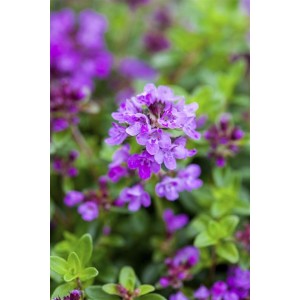 Purpurroter Sand-Thymian (Thymus Serpyllum Coccineus) mit Blüten, Bodendecker für den Garten.