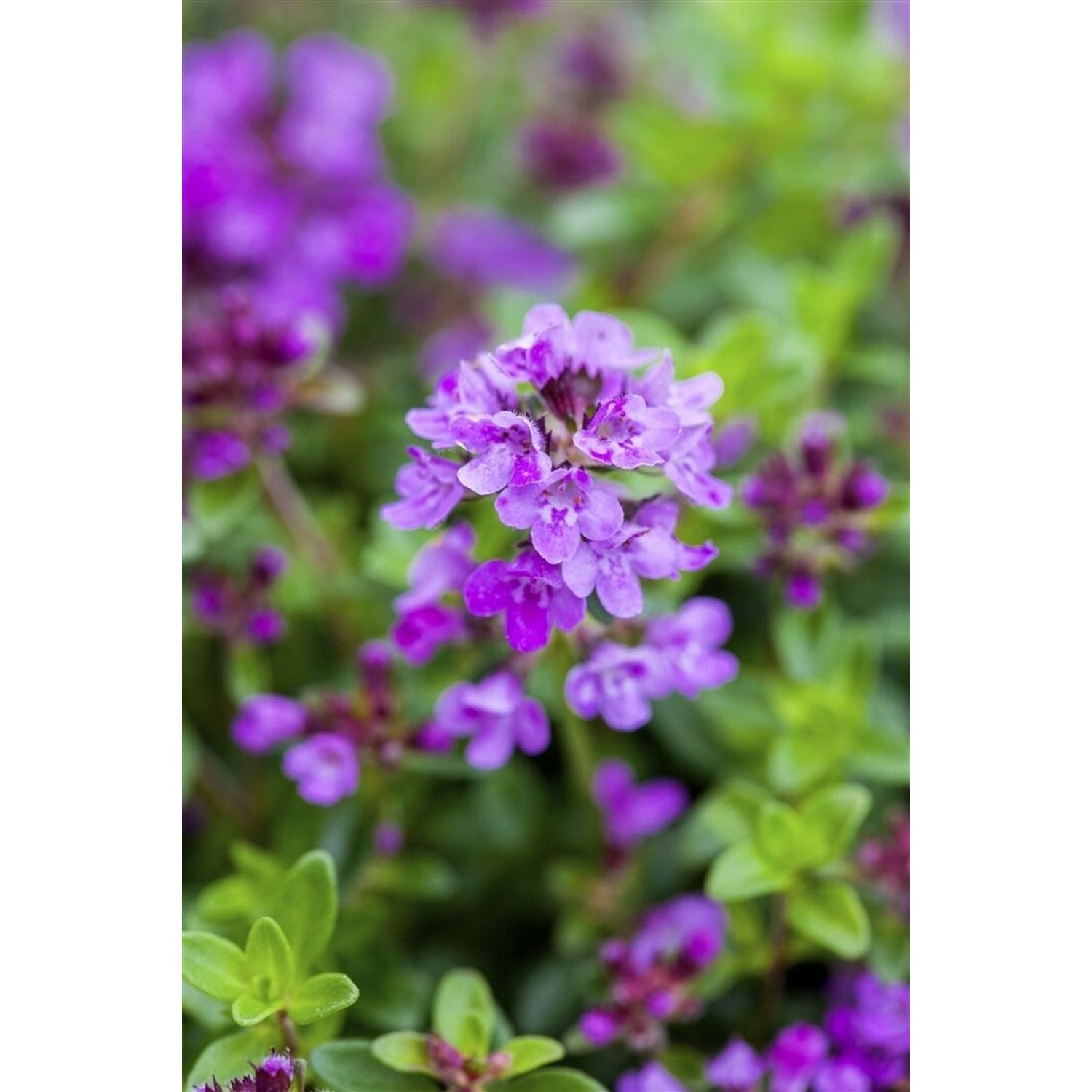 Thymus Serpyllum Coccineus Sand-Thymian Purpurrot Ca. 9x9 cm Topf günstig online kaufen