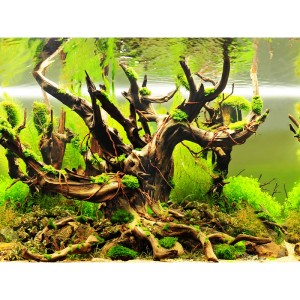 Aquarienrückwand mit verzweigtem Wurzelholz, grünen Pflanzen und Moos. Schafft Tiefenwirkung für Süßwasseraquarien.