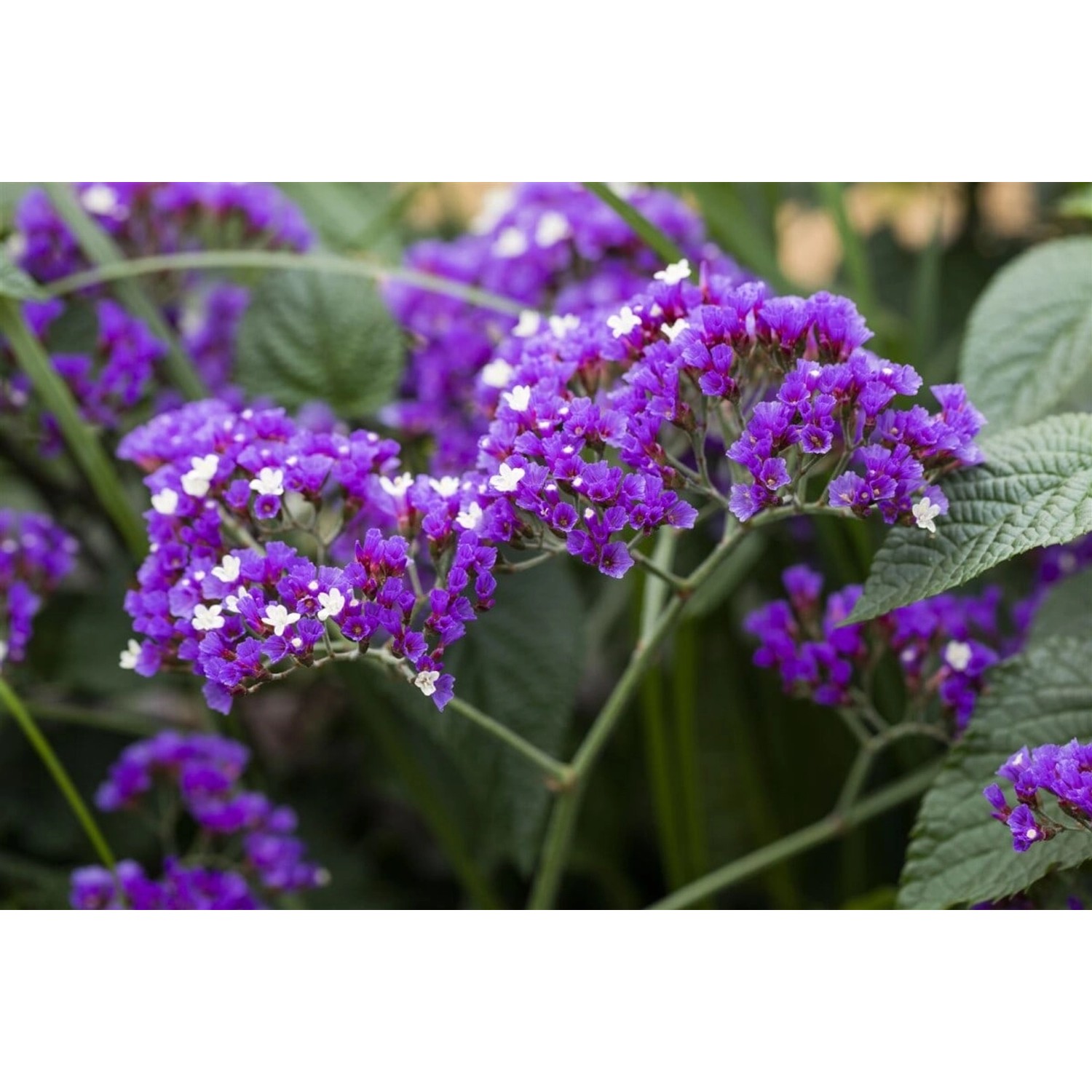 Limonium Latifolium Breitblättriges Strandflieder Ca. 9x9 cm Topf günstig online kaufen