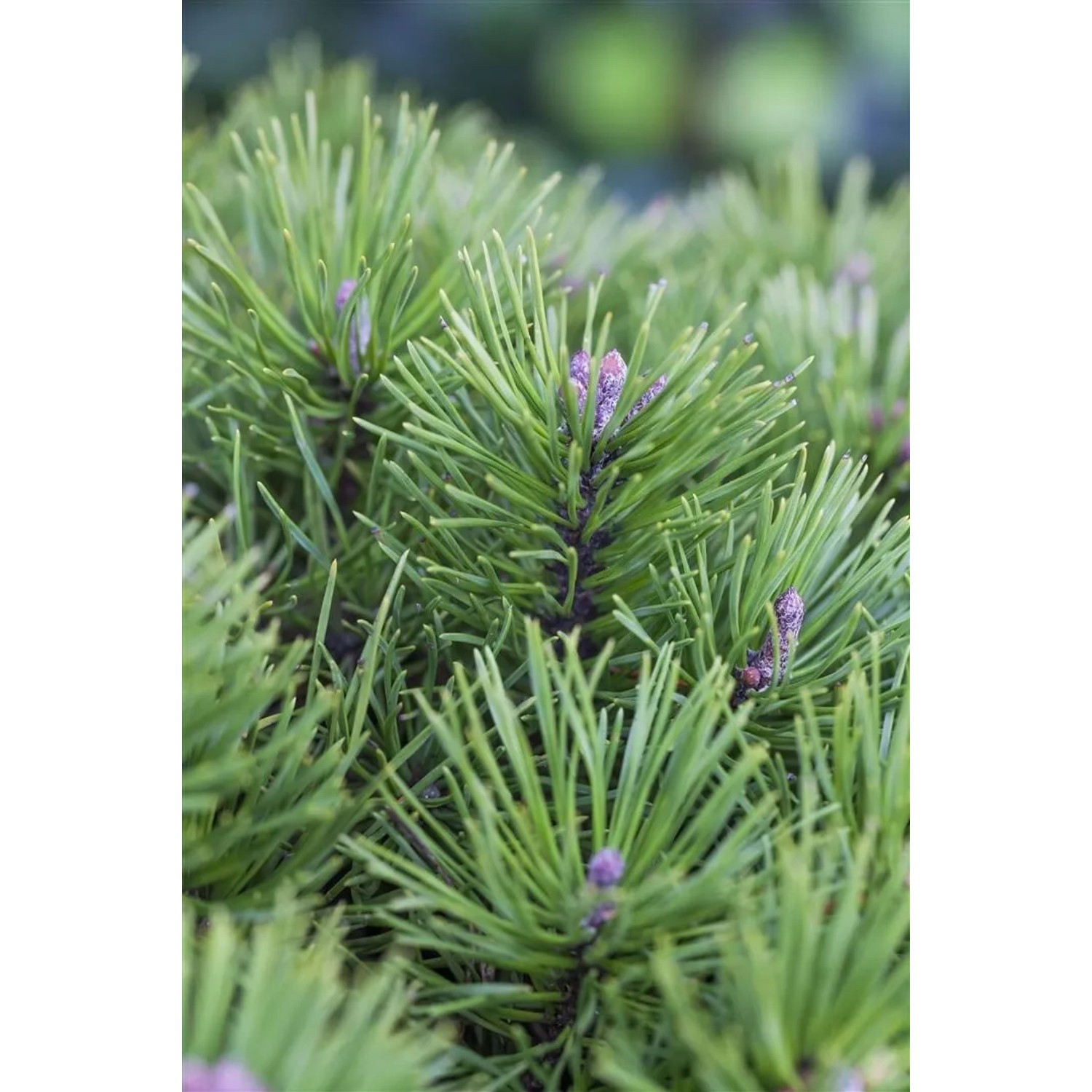 Pinus Pumila Glauca Zwerg-Kiefer Blau-Grün 60–70 cm