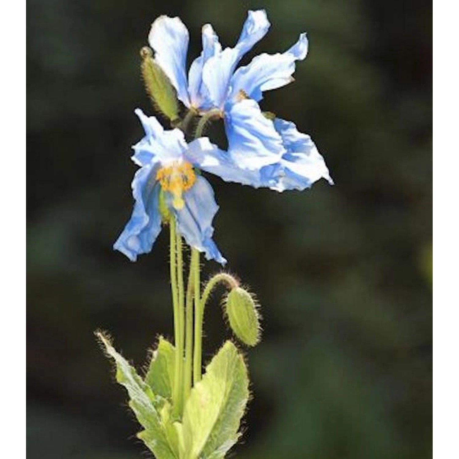 Scheinmohn Lingholm - Meconopsis betonicifolia günstig online kaufen