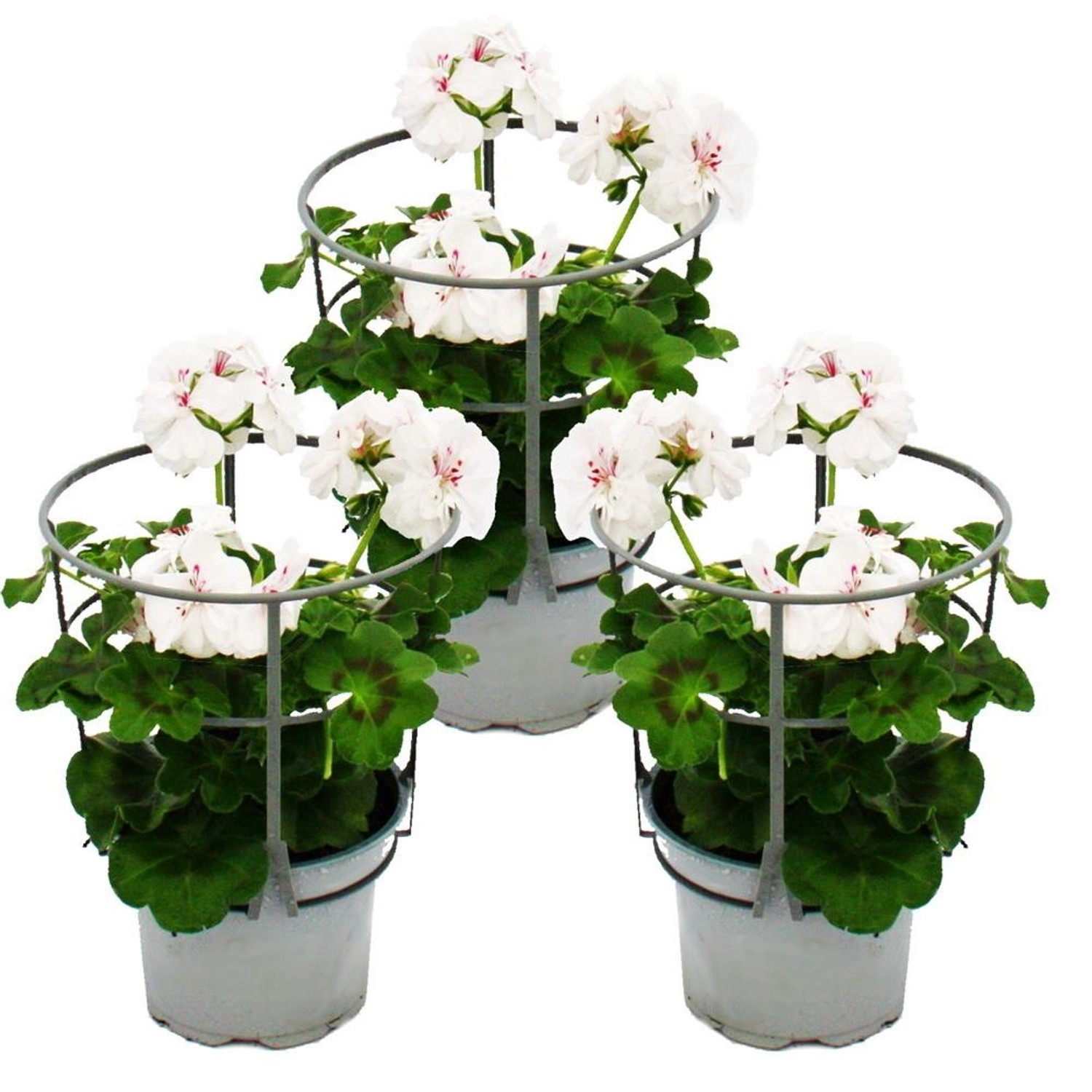 Exotenherz Geranien Hängend Pelargonium Peltatum 12cm Topf Set mit 3 Pflanzen Weiß