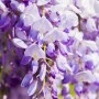 Nahaufnahme des violetten Blauregens (Wisteria Floribunda Domino Issai) mit üppigen Blütentrauben.