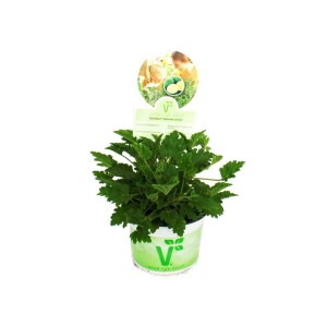 Exotenherz Duftgeranie 'Limone' im 12cm Topf. Grüne Stehpflanze mit zitronigem Duft.