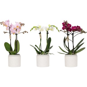 Schmetterlingsorchideen im Keramiktopf, verschiedene Farben.