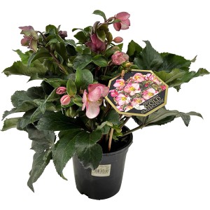 Helleborus Ice N' Roses rot im Topf, ca. 15 cm Ø. Winterblühende Christrose mit rosa Blüten.