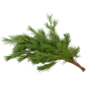 Bund Tannenzweige der Seidenkiefer, ideal für Adventsgestecke und als Frostschutz.