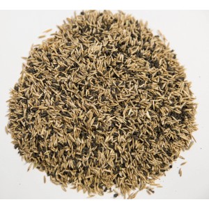 Kiepenkerl Vertikutiermix: Rasensamen-Mischung mit Dünger für schnellen Lückenschluss, 1 kg.