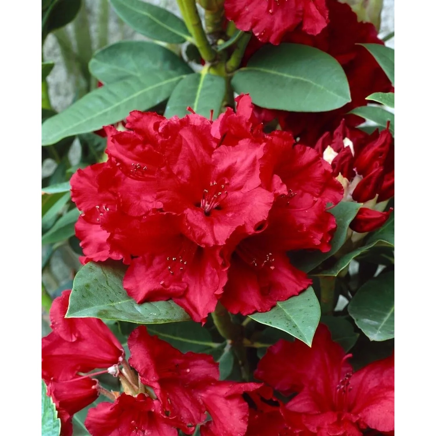 Pflanzen fr dich Alpenrose Cherry Kiss Rot 60-70 cm Halbschattig kaufen  bei OBI