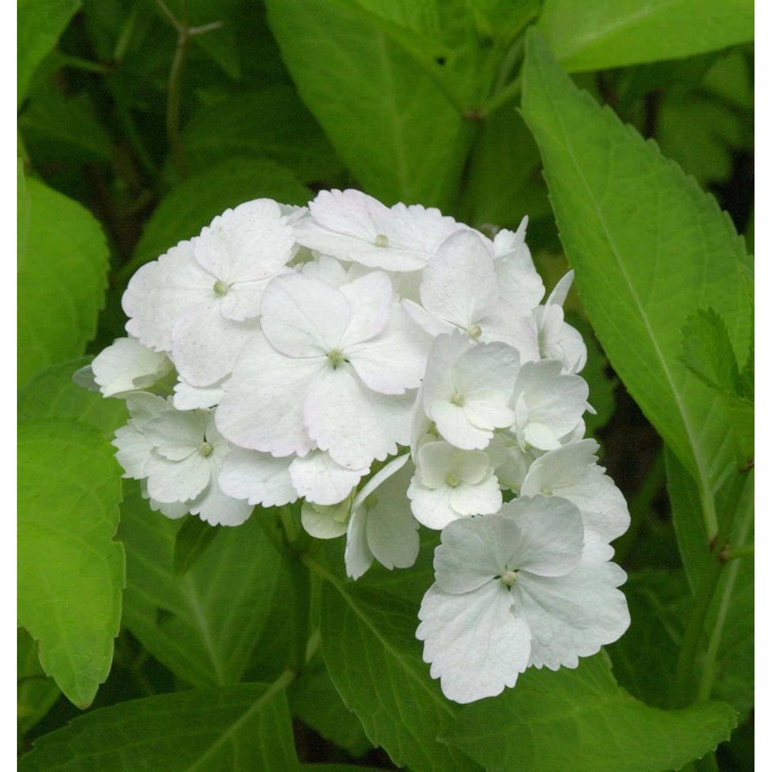 Bauernhortensie Nymphe 30-40cm - Hydrangea macrophylla günstig online kaufen