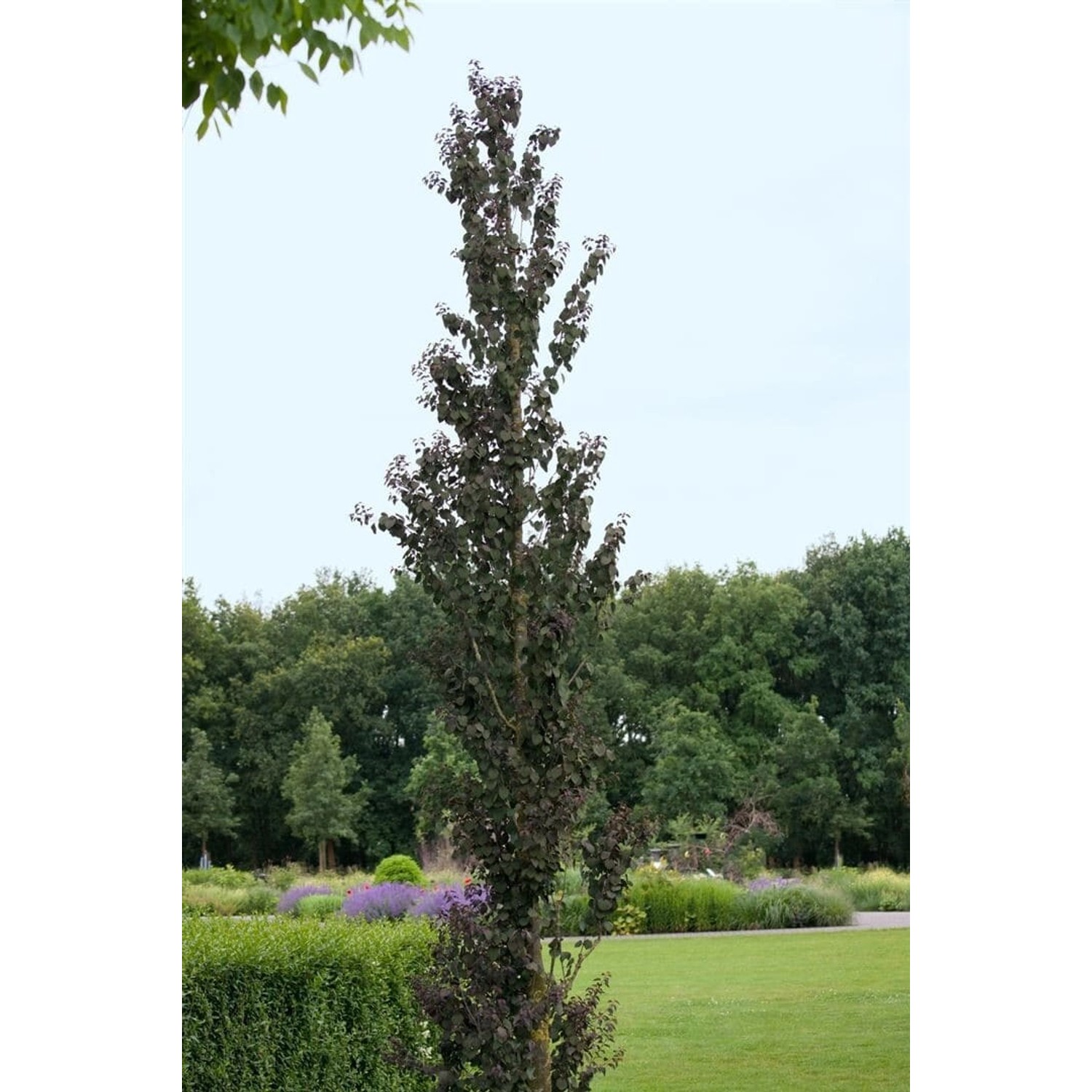 Cercidiphyllum Japonicum Rotfuchs Katsurabaum Rotlaubig 80–100 cm günstig online kaufen