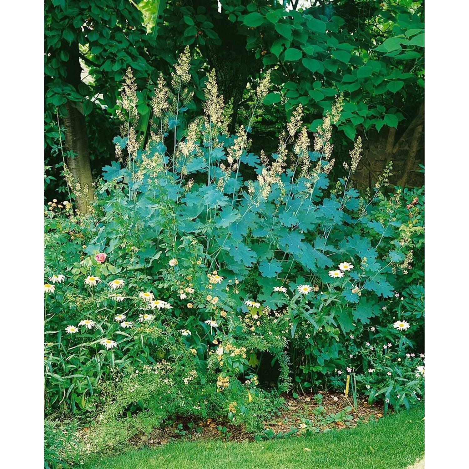 Macleaya Cordata Var.cordata Federmohn Ca. 11x11 cm Topf günstig online kaufen
