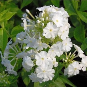 Nahaufnahme der weißen Blüte der Hohen Flammenblume 'Fujiyama' (Phlox paniculata).
