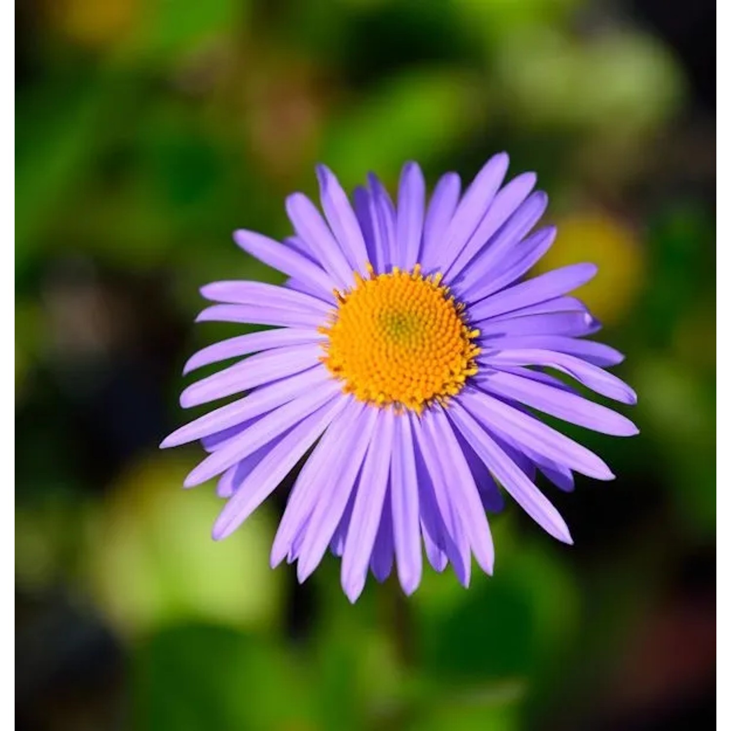 Frühsommeraster Napsbury - Aster tongolensis