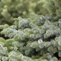 Detailaufnahme der silbrig-blauen Nadeln der Picea Sitchensis Silberzwerg Fichte.