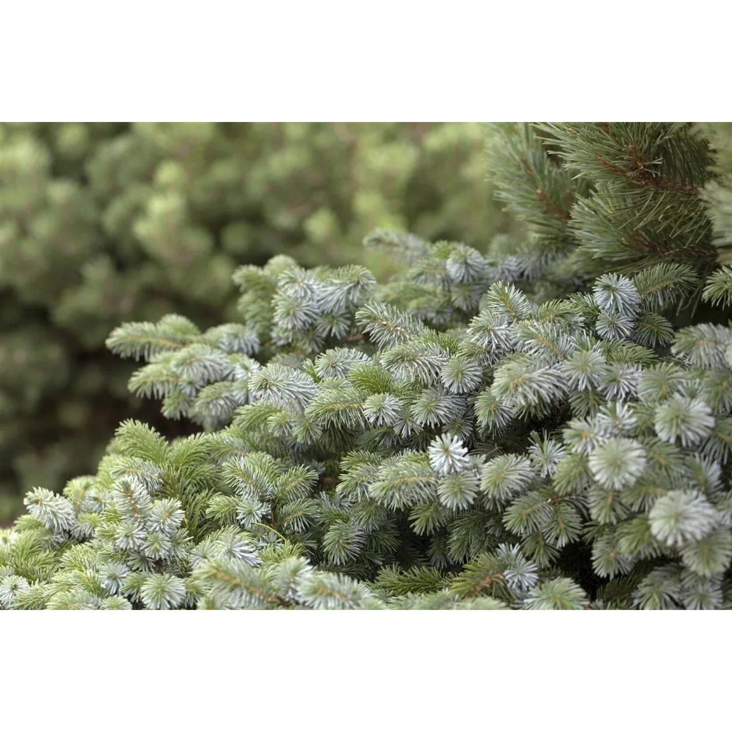 Detailaufnahme der silbrig-blauen Nadeln der Picea Sitchensis Silberzwerg Fichte.