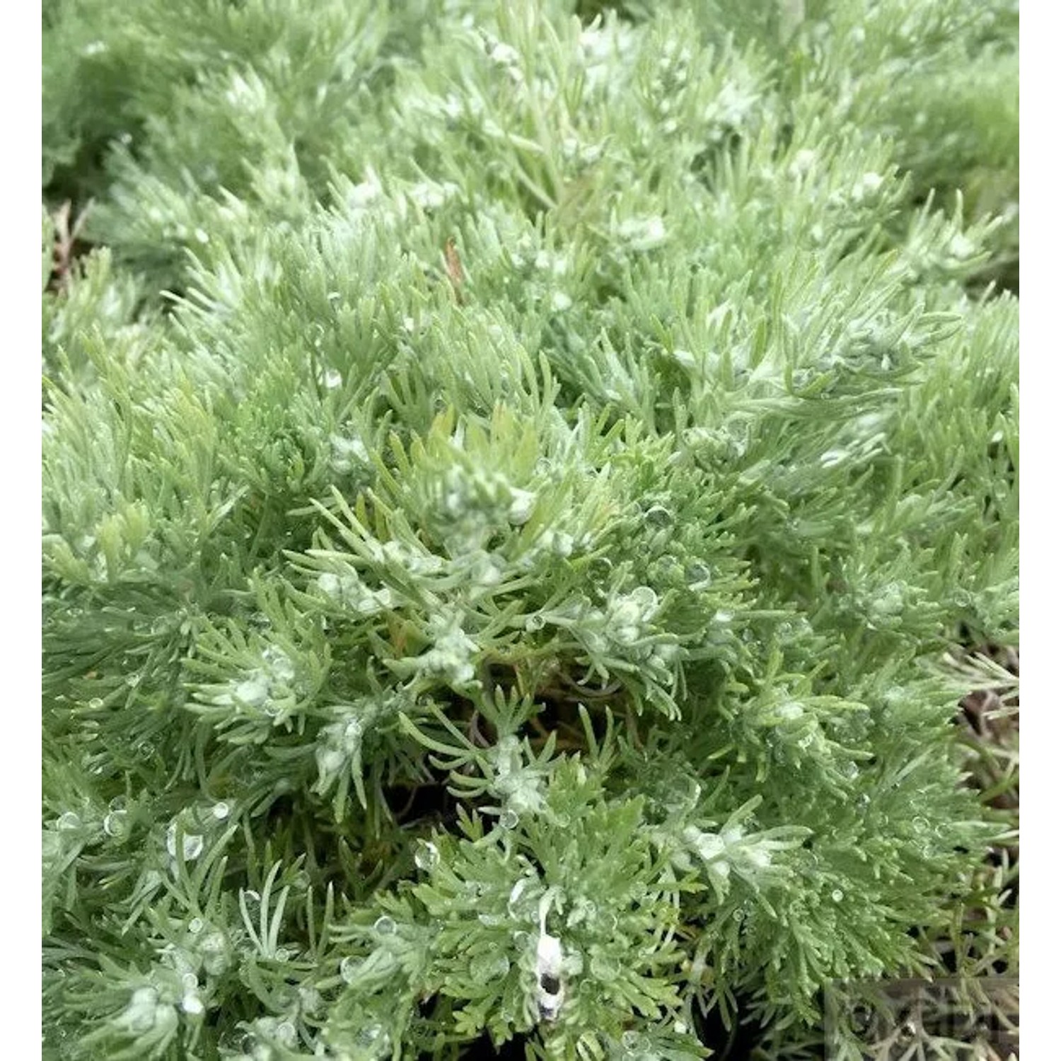 Edelraute Schmidt - Artemisia schmidtian