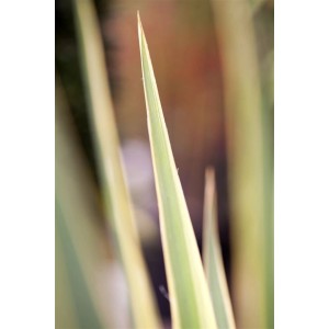 Detailaufnahme der gelb-grünen Blätter der Yucca Filamentosa Bright Edge Palmlilie.