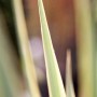 Detailaufnahme der gelb-grünen Blätter der Yucca Filamentosa Bright Edge Palmlilie.