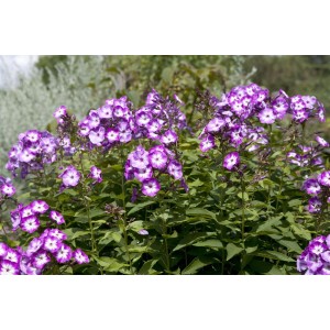 Violett-weißer Hoher Sommerphlox 'Wilhelm Kesselring' im 11x11 cm Topf.