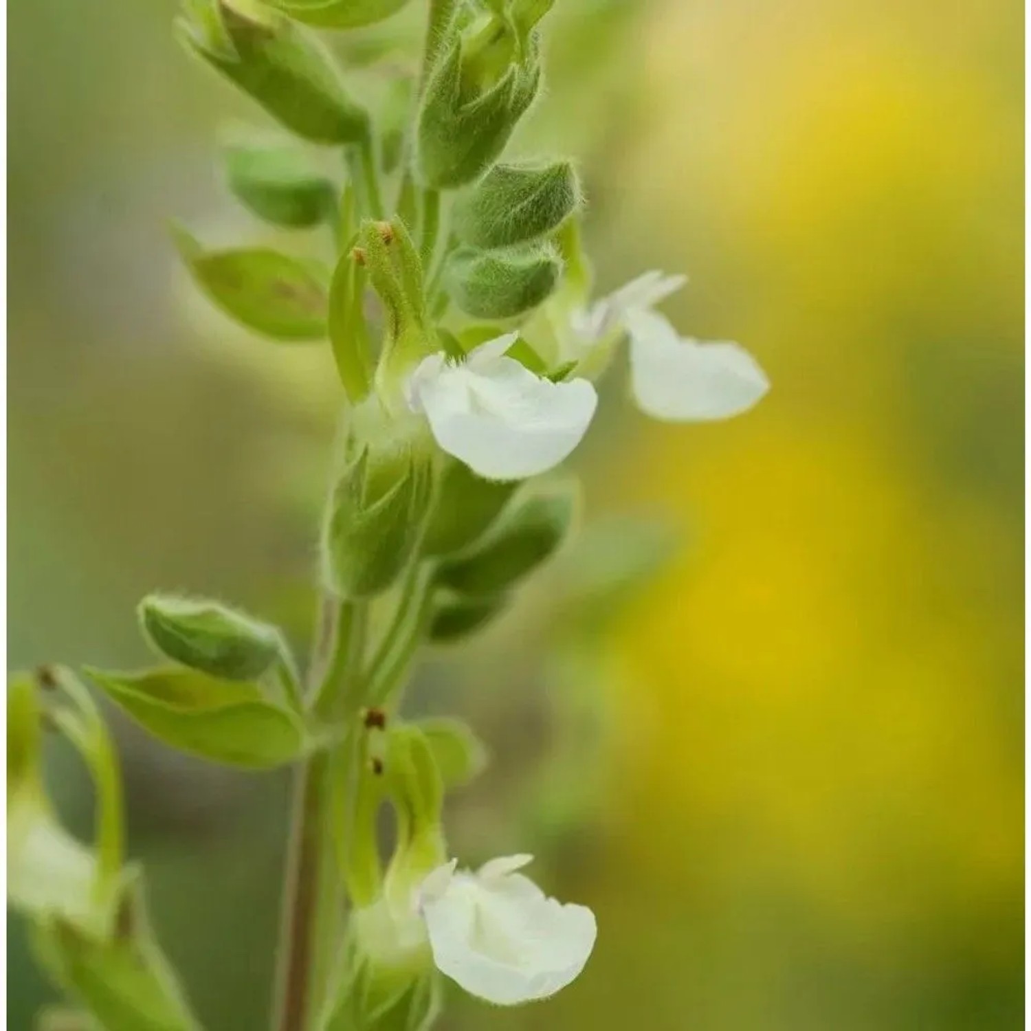 Echter Gamander Schneeflocke - Teucrium chamaedrys