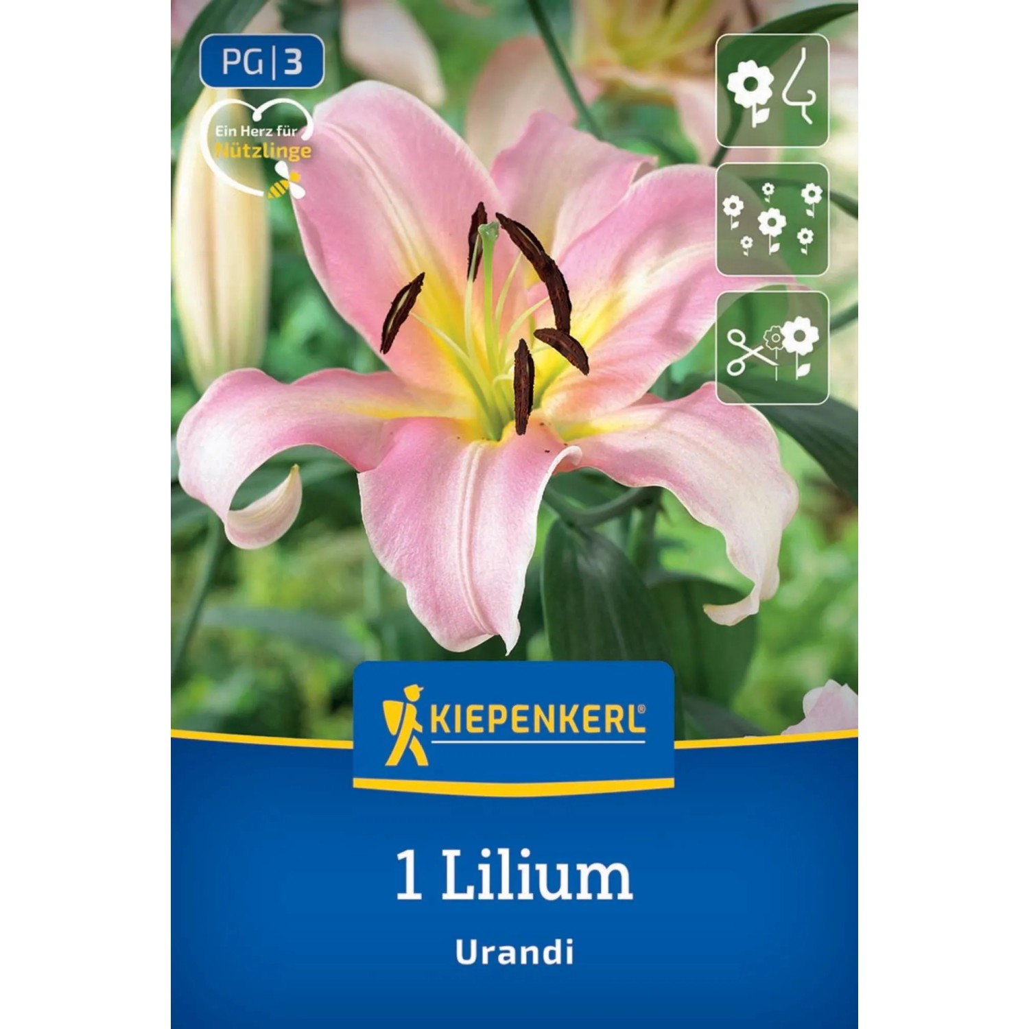 Kiepenkerl Blumenzwiebel Baumlilie Urandi 1 Stück
