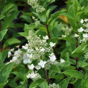Rispenhortensie 'Unique' Hydrangea paniculata 40 bis 50 cm im Container Weiße Blütenrispen